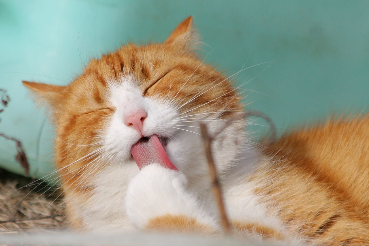 Evde Kedi Bakımı